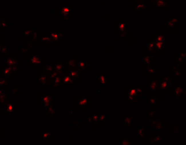 SCRN2 Antibody in Immunocytochemistry (ICC/IF)