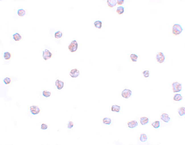 SCRN3 Antibody in Immunocytochemistry (ICC/IF)