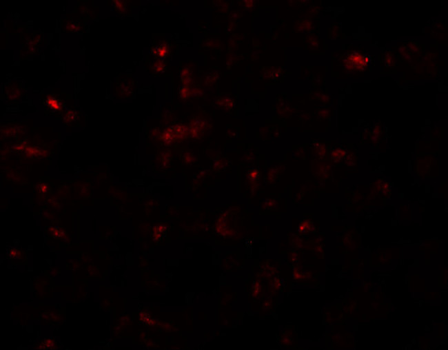 SCRN3 Antibody in Immunocytochemistry (ICC/IF)