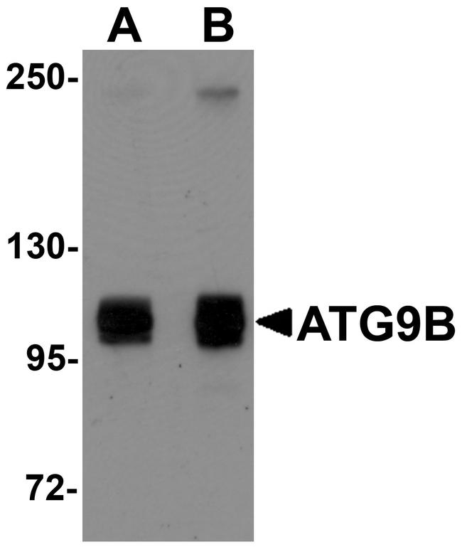 ATG9B Antibody in Western Blot (WB)