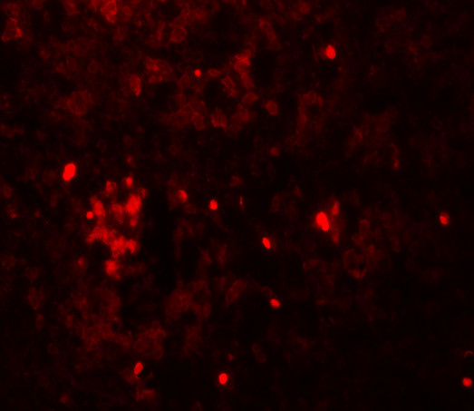 HVCN1 Antibody in Immunocytochemistry (ICC/IF)