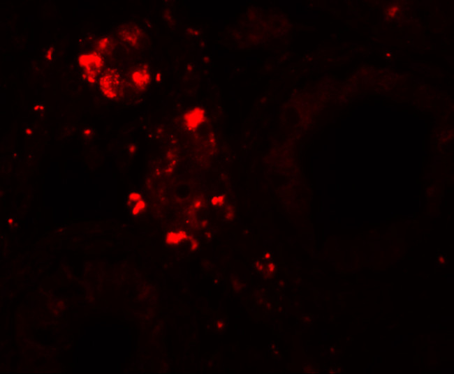 WDR92 Antibody in Immunohistochemistry (IHC)