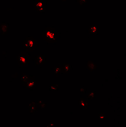 NOD4 Antibody in Immunocytochemistry (ICC/IF)