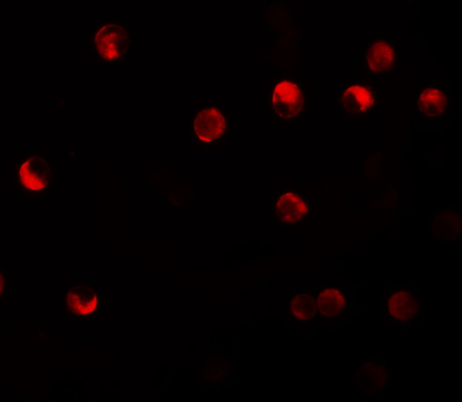 NALP11 Antibody in Immunocytochemistry (ICC/IF)