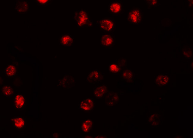 NALP13 Antibody in Immunocytochemistry (ICC/IF)