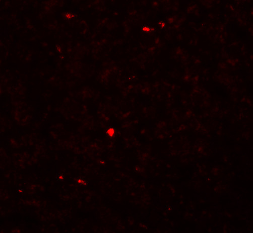 MOX1 Antibody in Immunohistochemistry (IHC)