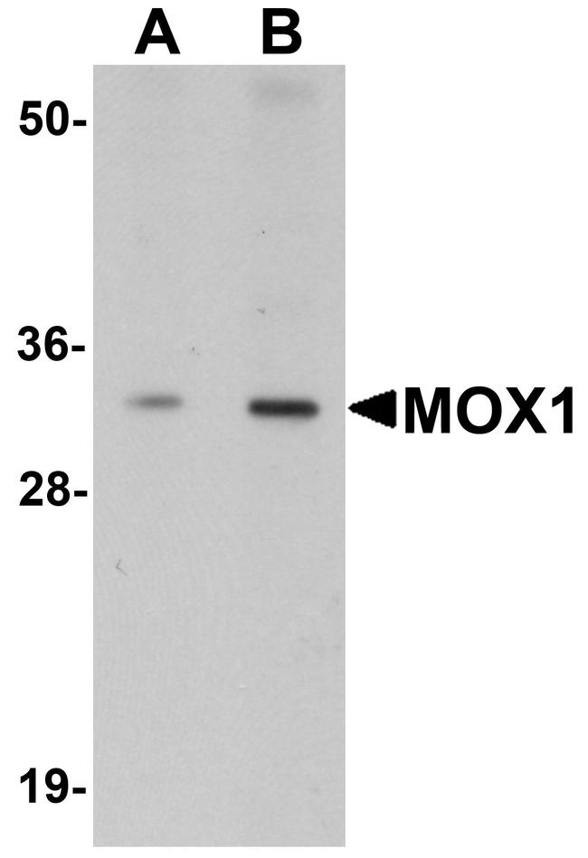 MOX1 Antibody in Western Blot (WB)