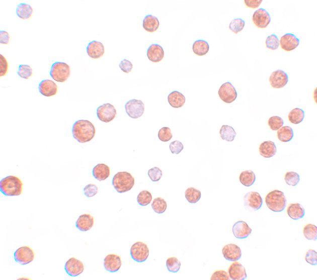 TCF12 Antibody in Immunocytochemistry (ICC/IF)