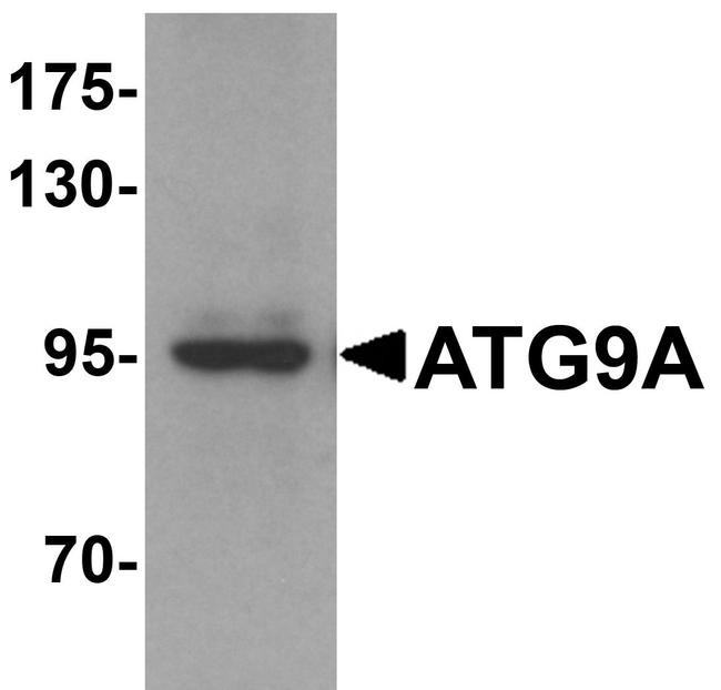 ATG9A Antibody in Western Blot (WB)