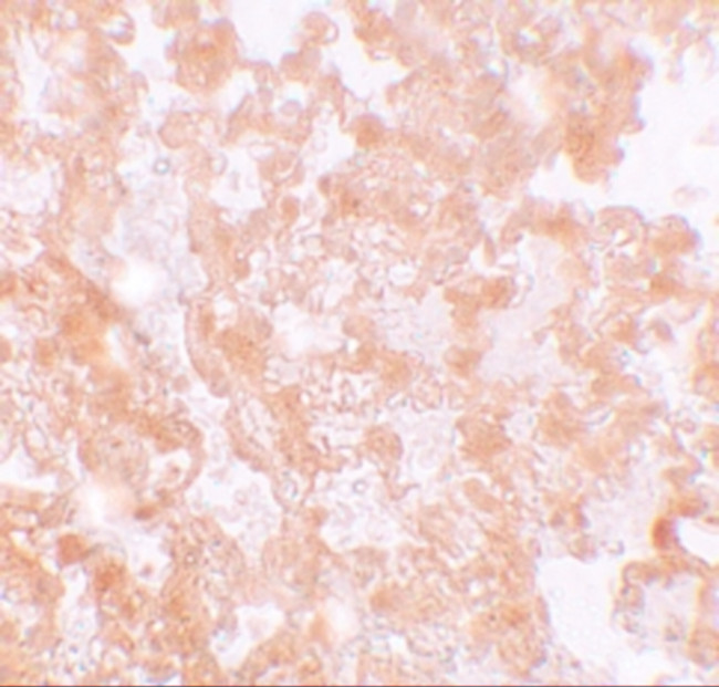 MFSD2A Antibody in Immunohistochemistry (IHC)