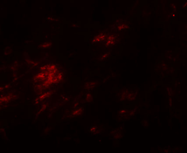 SHISA9 Antibody in Immunohistochemistry (IHC)