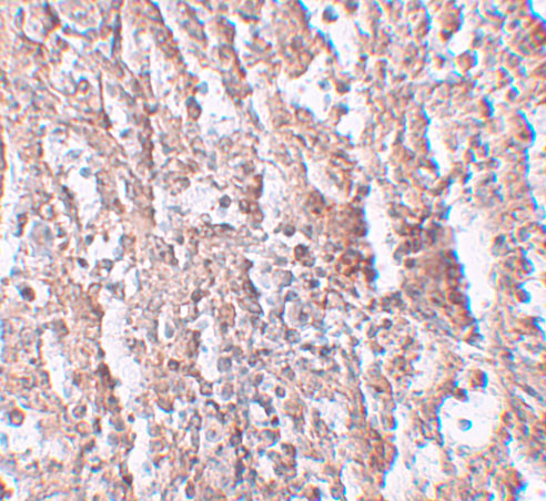 SLC39A5 Antibody in Immunohistochemistry (IHC)