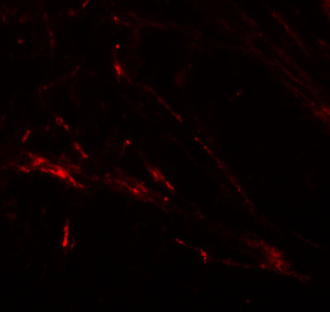 SLC39A7 Antibody in Immunohistochemistry (PFA fixed) (IHC (PFA))