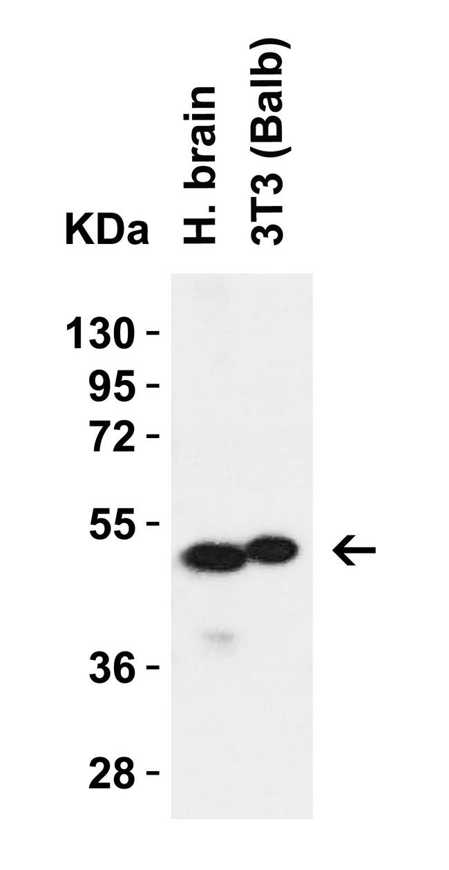 SLC39A7 Antibody in Western Blot (WB)