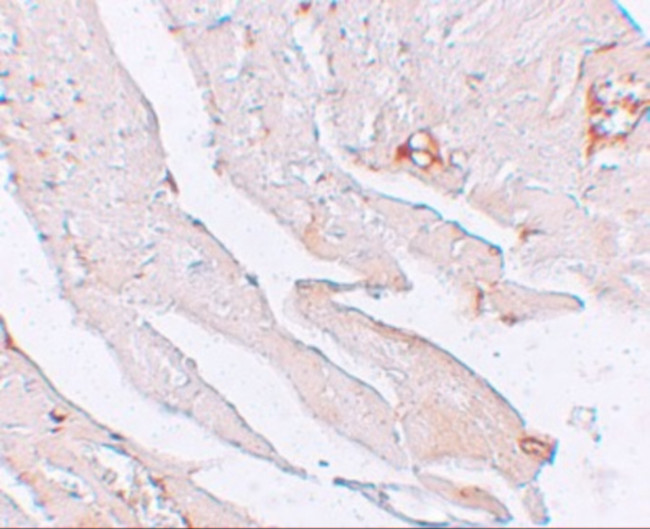 Klotho Antibody in Immunohistochemistry (Paraffin) (IHC (P))