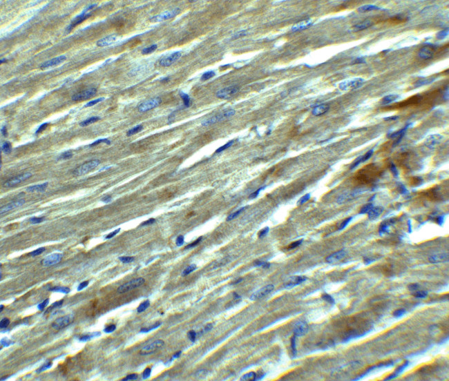 Klotho Antibody in Immunohistochemistry (Paraffin) (IHC (P))