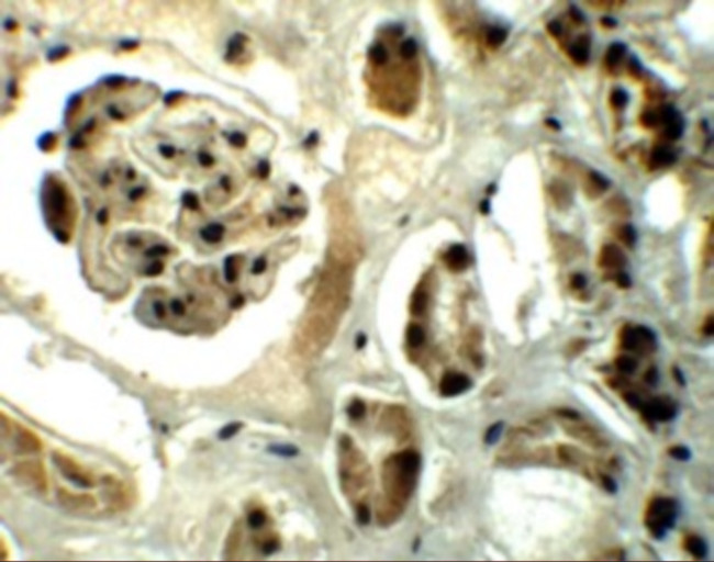 DPF2 Antibody in Immunohistochemistry (IHC)