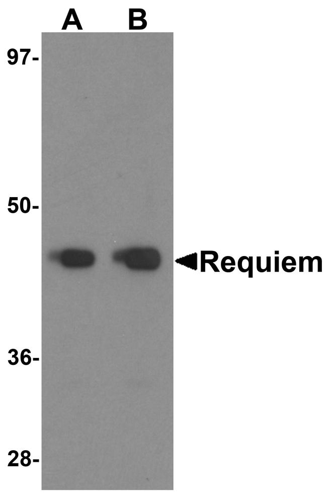 DPF2 Antibody in Western Blot (WB)