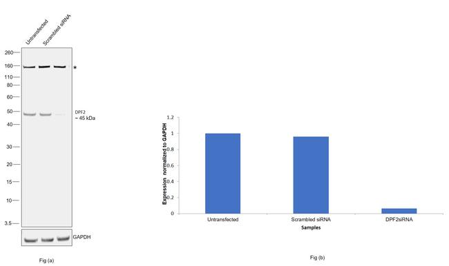 DPF2 Antibody in Western Blot (WB)