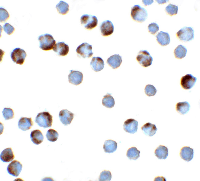 TFF3 Antibody in Immunocytochemistry (ICC/IF)