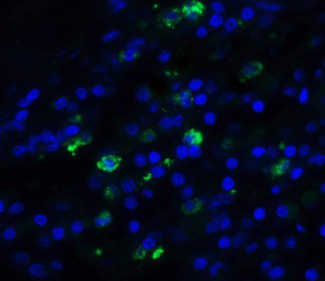 TFF3 Antibody in Immunohistochemistry (IHC)