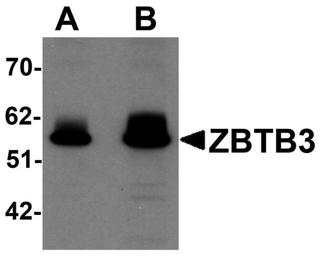 ZBTB3 Antibody in Western Blot (WB)