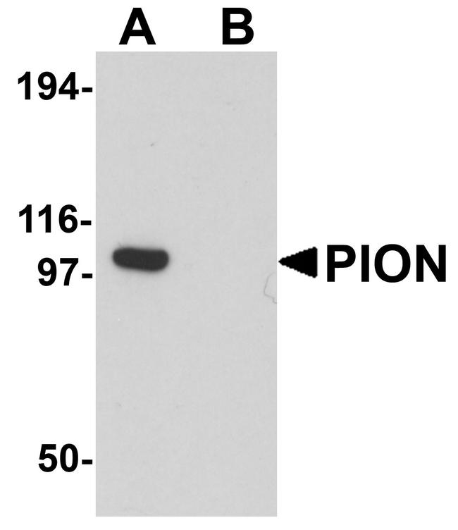 PION Antibody in Western Blot (WB)