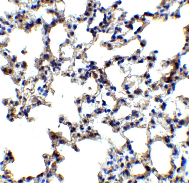 AXIN2 Antibody in Immunohistochemistry (Paraffin) (IHC (P))