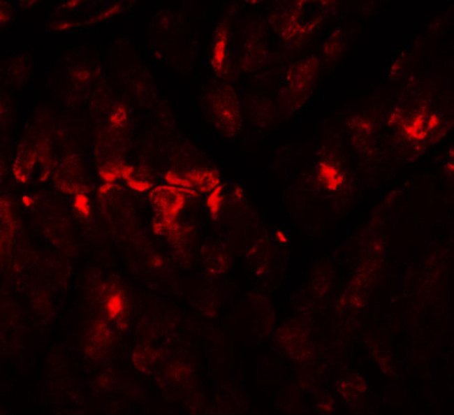 ZBTB9 Antibody in Immunohistochemistry (IHC)