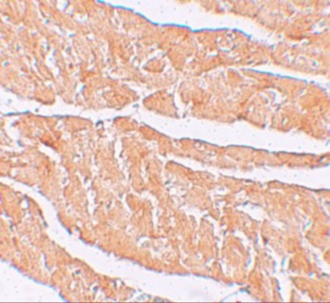 ZBTB9 Antibody in Immunohistochemistry (IHC)