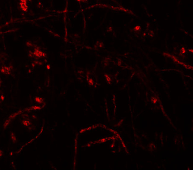 ZNF219 Antibody in Immunohistochemistry (IHC)