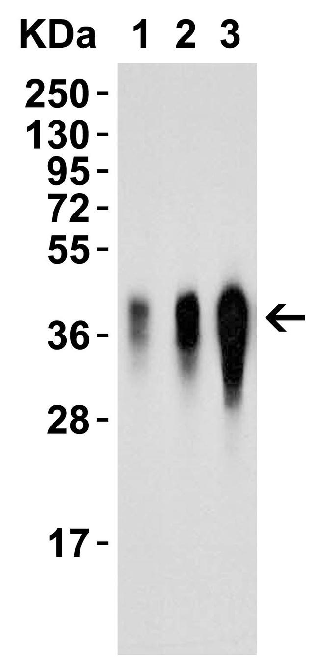 LIF Antibody in Western Blot (WB)