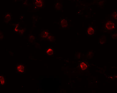 CD244 Antibody in Immunocytochemistry (ICC/IF)