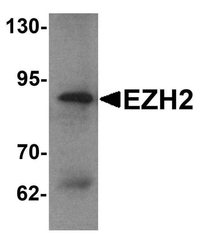 EZH2 Antibody in Western Blot (WB)