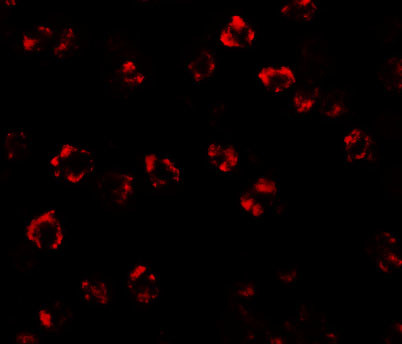 SPTLC2 Antibody in Immunocytochemistry (ICC/IF)