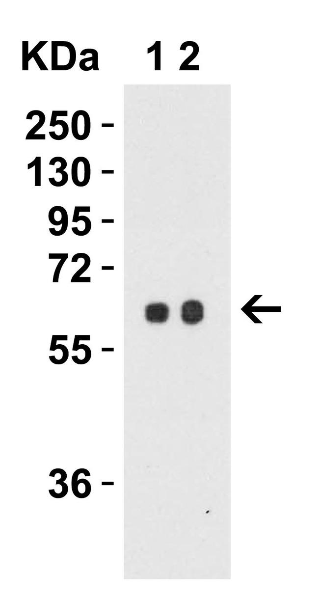 SPTLC2 Antibody in Western Blot (WB)