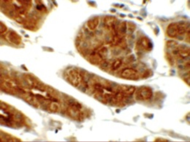 SGK1 Antibody in Immunohistochemistry (IHC)