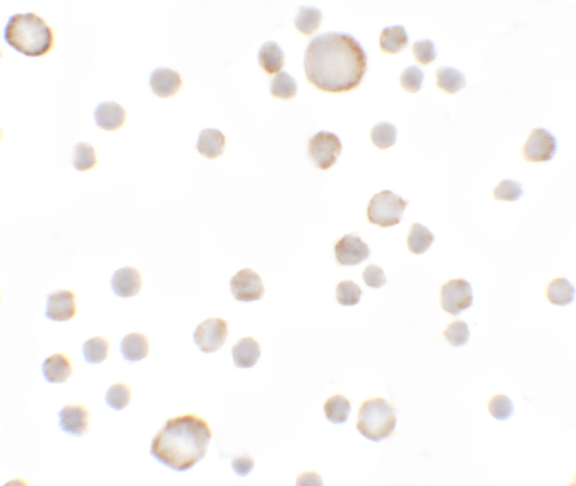 KAL1 Antibody in Immunocytochemistry (ICC/IF)