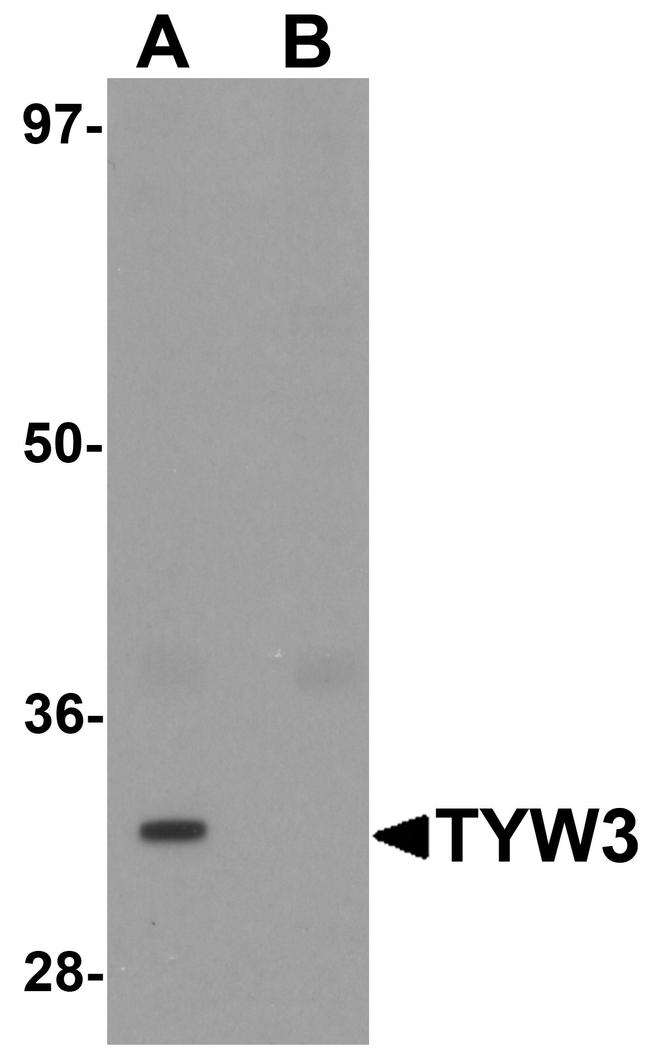 TYW3 Antibody in Western Blot (WB)