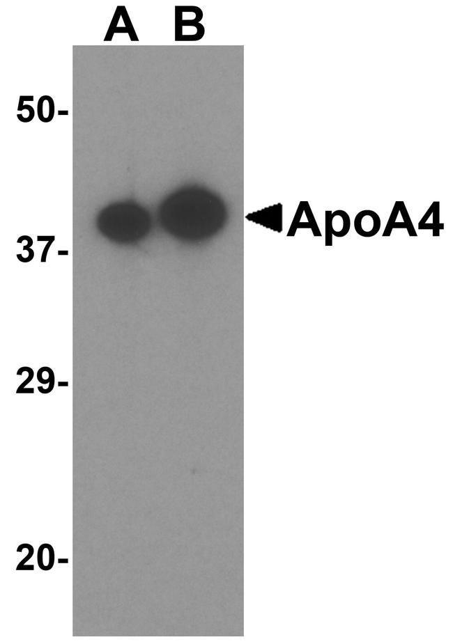 Apolipoprotein A4 Antibody in Western Blot (WB)