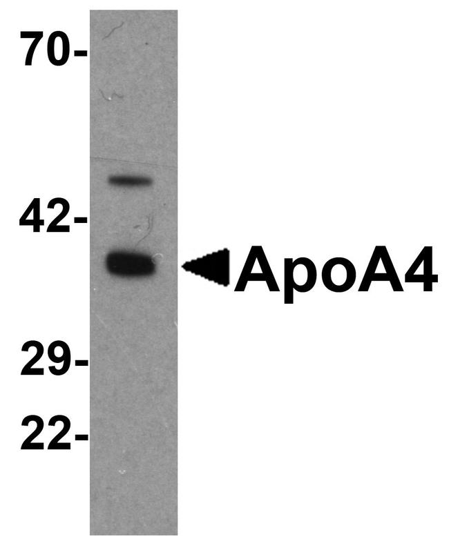 Apolipoprotein A4 Antibody in Western Blot (WB)