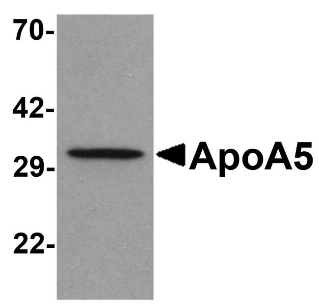 Apolipoprotein A5 Antibody in Western Blot (WB)