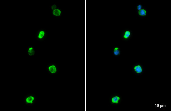 IBA1 Antibody in Immunocytochemistry (ICC/IF)