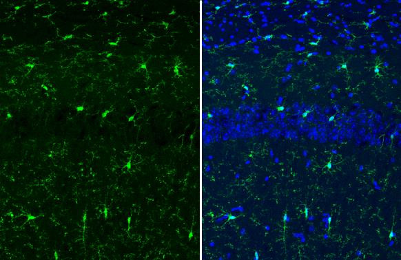 IBA1 Antibody in Immunohistochemistry (Frozen) (IHC (F))