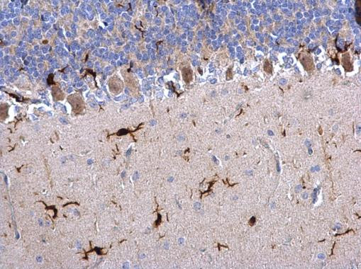 IBA1 Antibody in Immunohistochemistry (Paraffin) (IHC (P))