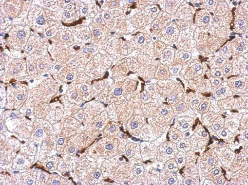 IBA1 Antibody in Immunohistochemistry (Paraffin) (IHC (P))