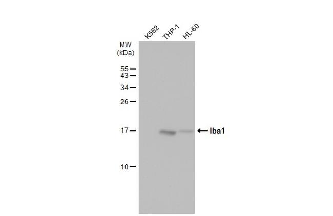 IBA1 Antibody in Western Blot (WB)