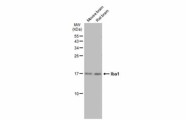 IBA1 Antibody in Western Blot (WB)