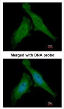 DDB1 Antibody in Immunocytochemistry (ICC/IF)