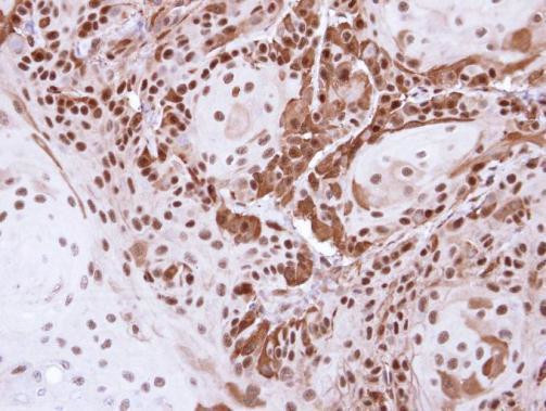 DDB1 Antibody in Immunohistochemistry (Paraffin) (IHC (P))